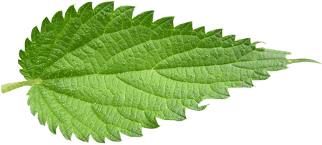 Download - Leaf Nettle (500x240), Png Download