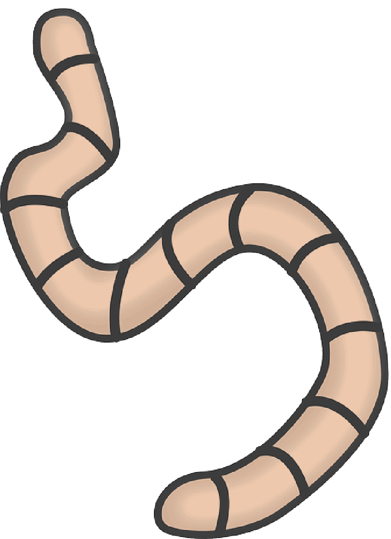 Mb Image/png - Worm Clipart Transparent Background (800x1103), Png Download