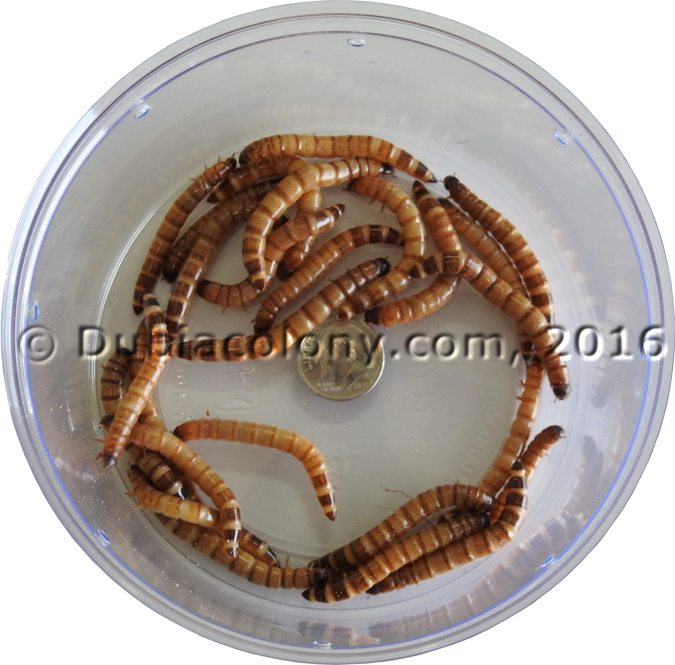 Super-worm - Superworm (4608x3456), Png Download