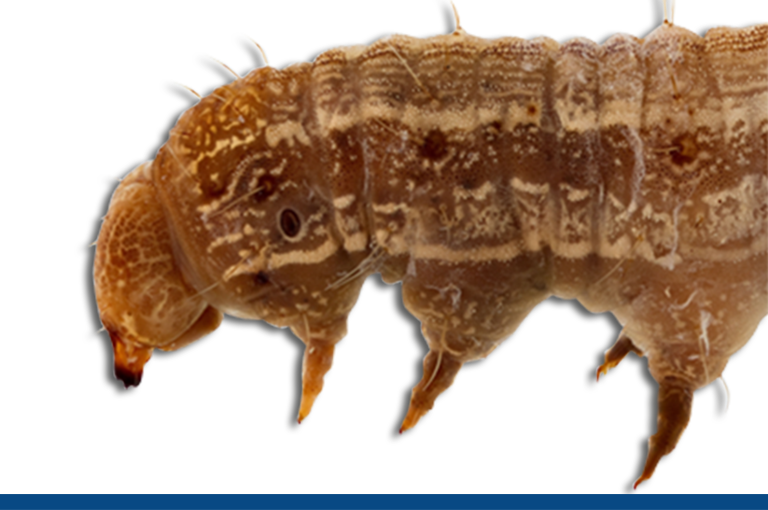 Old World Bowl Worm - Cotton Bollworm (768x510), Png Download