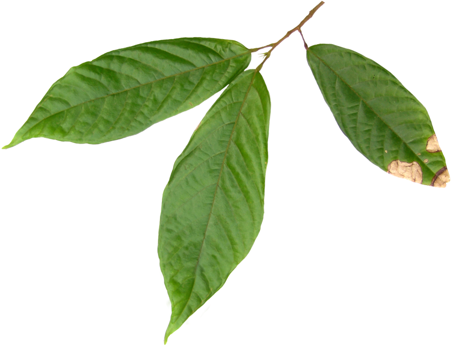 Latino Americana De Alimentos Ecuador S.a. "latiali" (984x768), Png Download