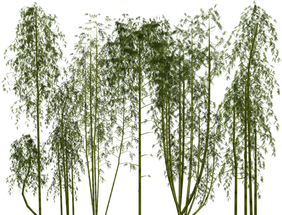 Download Hd Bamboo Texture Png Bamboo Png Transparent Png Image Nicepng Com