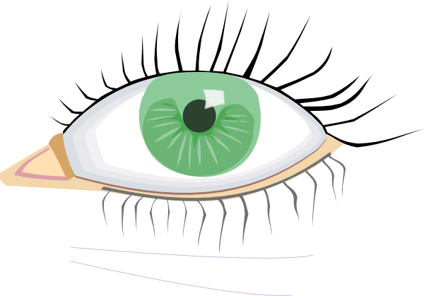 Eye, Eyelashes - Eye Clip Art (600x419), Png Download