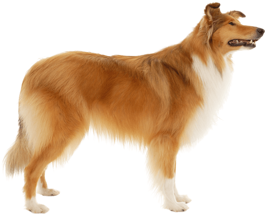 Rough Collie Medium Hair (567x489), Png Download
