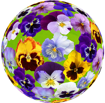 Spring Pansy Blossom Bloom Plant Garden Pa - Silver Plated 18" Chain And Pendant Necklace (505x340), Png Download