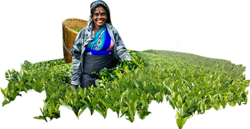 About-lady - Cash Crop (489x252), Png Download