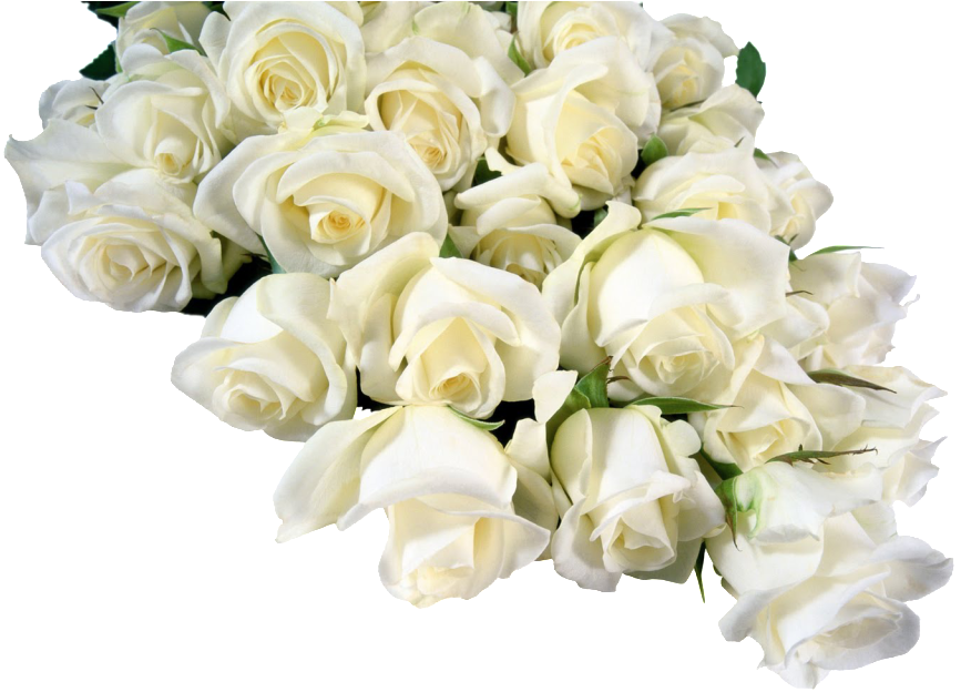 Изображение Для Плейкаста - White Roses Flower Png (1024x640), Png Download