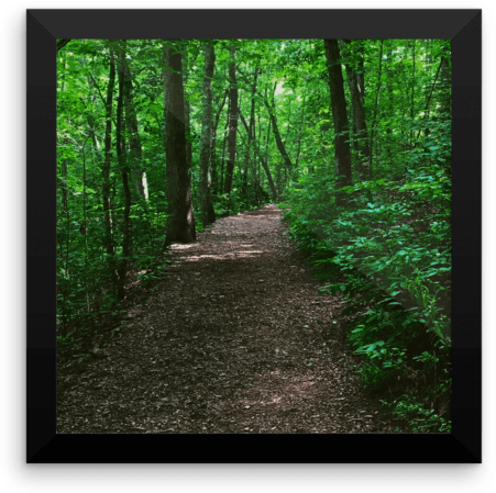 Forest Path Photograph Poster Print - Photograph Poster Print (600x600), Png Download