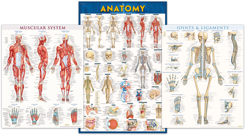 Anatomy And Physiology Posters - Anatomy-paper By Vincent Perez (900x500), Png Download