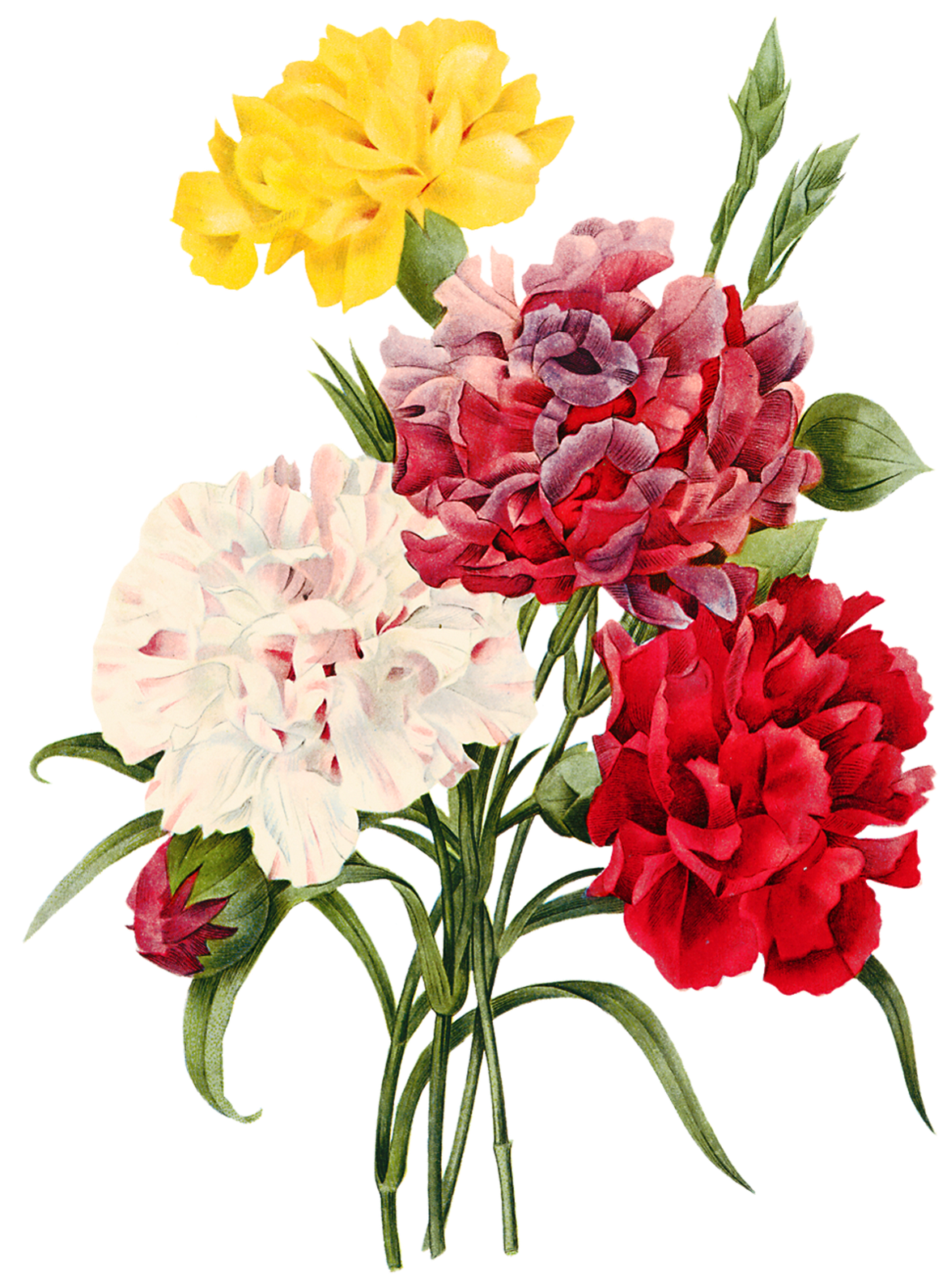 Bouquet De Rosas (1194x1600), Png Download