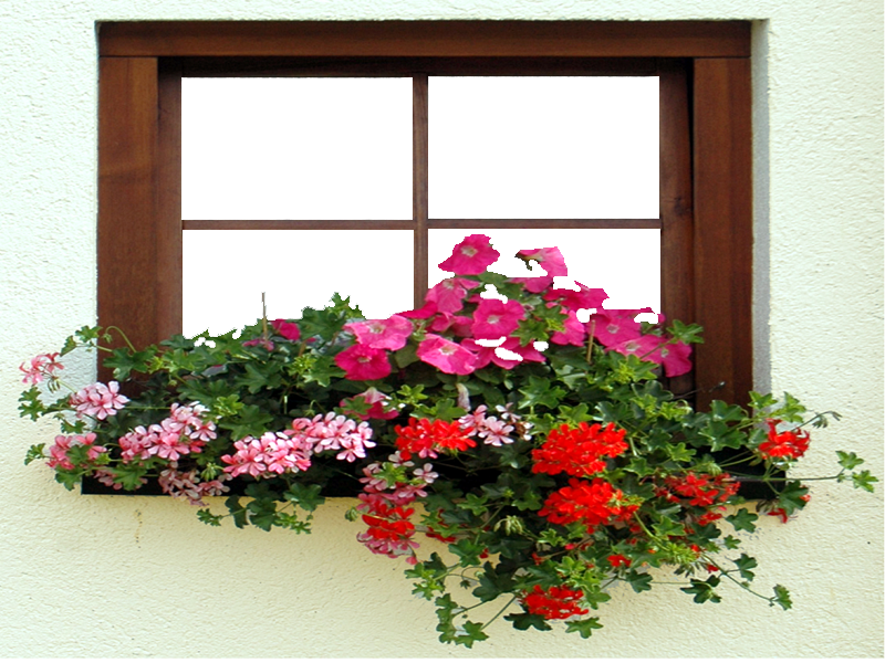 Marcos Photoscape Ventana Con Flores - Petunia (800x600), Png Download