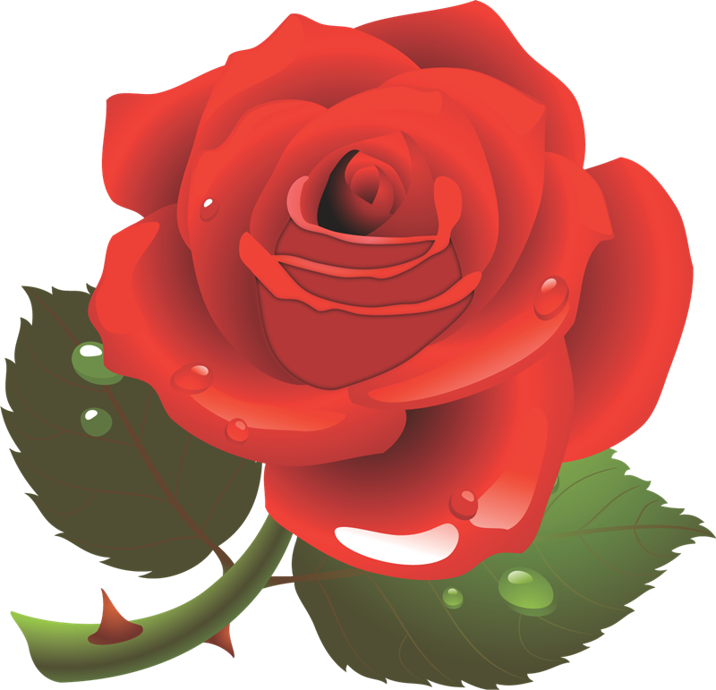 Gifs Im193genes De Rosas - Personne Spéciale (800x771), Png Download