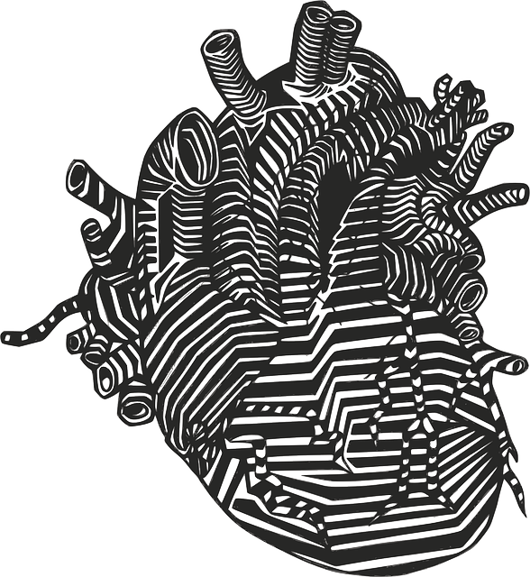 Heart, Veins, Arteries, Anatomy, Blood Flow - Anatomical Heart Png (588x640), Png Download