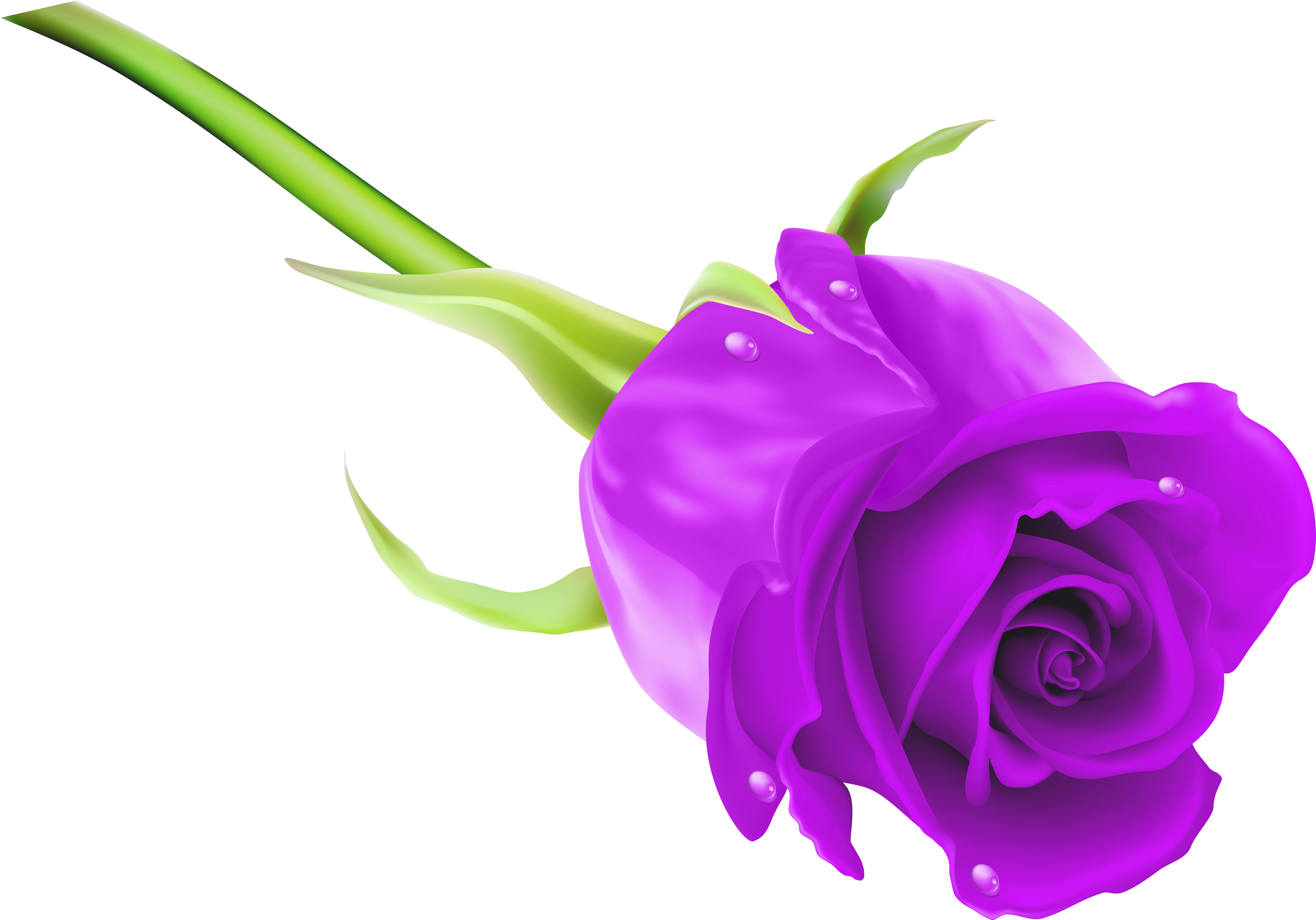 Purple Rose Clipart Puple - Purple Rose Clipart (8000x5628), Png Download