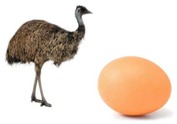 Ostrich Png Photo - Ostrich Png (629x539), Png Download