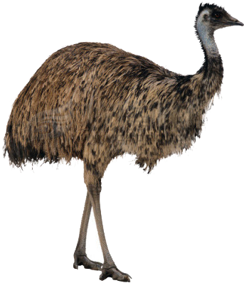 Ostrich Png High-quality Image - Ostrich Png (650x650), Png Download