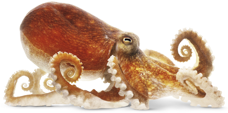 Squid Png Transparent Image - Octopus Png (960x479), Png Download