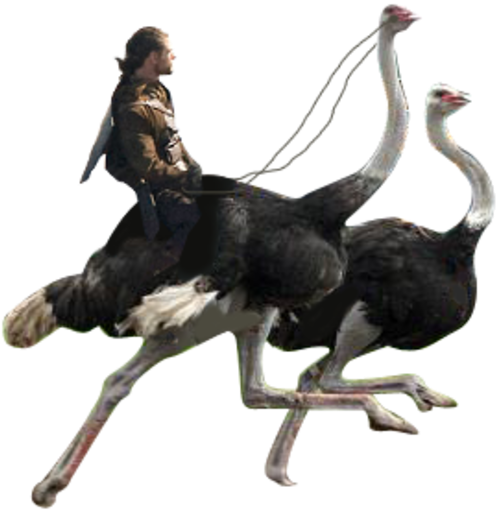 Ostrich Png (600x576), Png Download