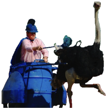 Ostrich Chariot Jockey - Ostrich (357x361), Png Download