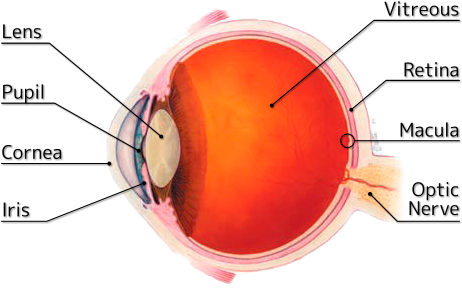Structure Of Human Eye - Patient's Guide To Cataracts And Cataract Surgery (480x300), Png Download