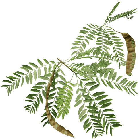 Honey Locust - Twigs Png (500x500), Png Download