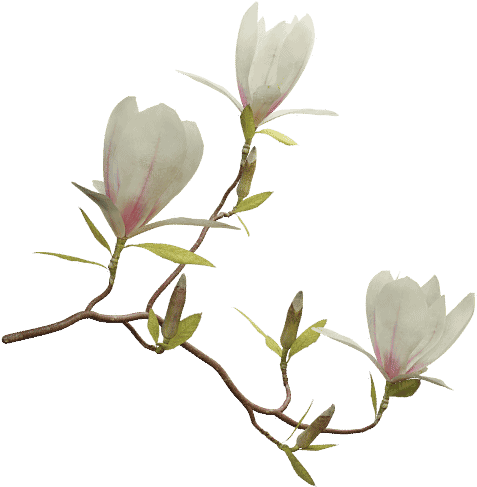 Saucer Magnolia - Magnolia (500x500), Png Download