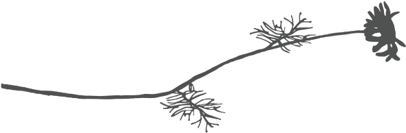Twigs - Ico (600x304), Png Download