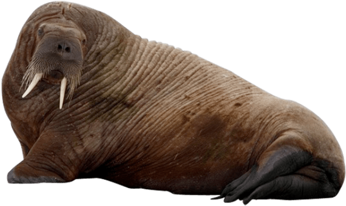 Free Png Walrus Png Images Transparent - Walrus Png (850x439), Png Download