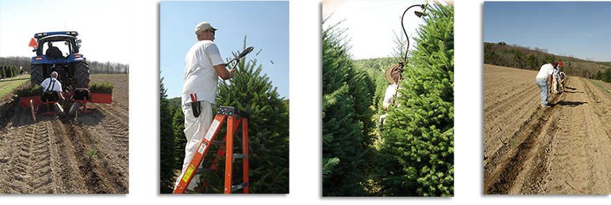 For Our Cut Wholesale Customers - Tree (882x297), Png Download