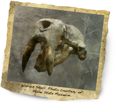 Photo Courtesy Of Maine State Museum - Walrus (381x343), Png Download