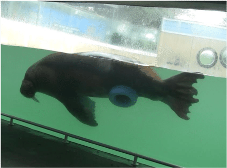 Male Pacific Walrus With Blue Ring Enrichment Item - Male Walrus Blue Ring (850x346), Png Download