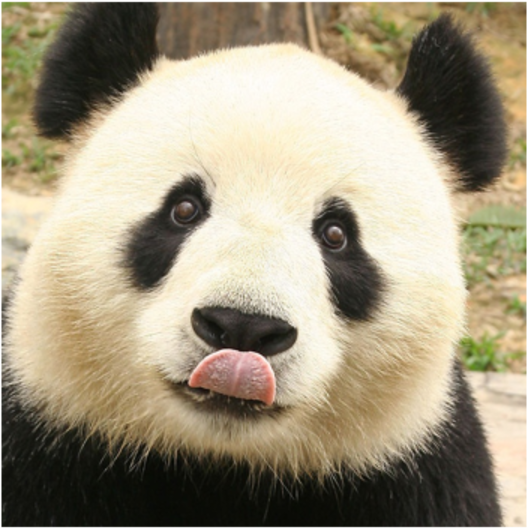 1 Cute Panda - Cute Panda Drawstring Backpack,travel Bags (1200x675), Png Download