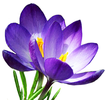 Spring Flowers Png Spring Clipart (357x354), Png Download
