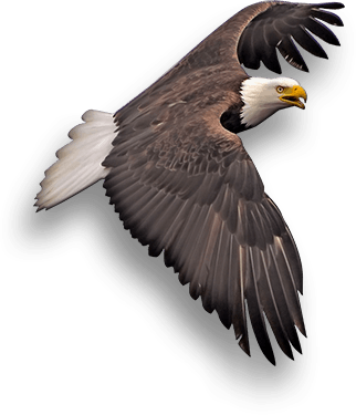 Eagle (322x375), Png Download