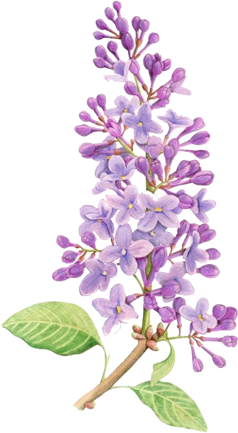 Lilac Flower Drawing Tattoo Watercolor Painting - Simple Lilac Flower Drawing (658x877), Png Download