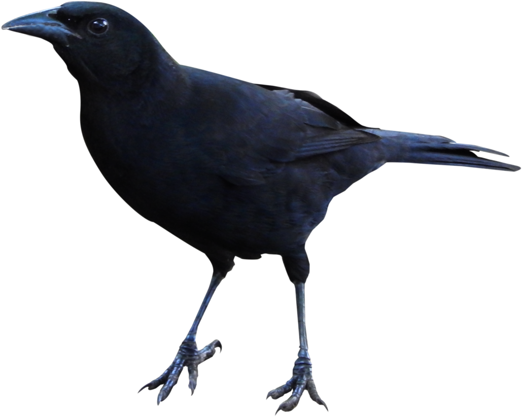 Raven Png Clipart - Papercutting (1280x1280), Png Download