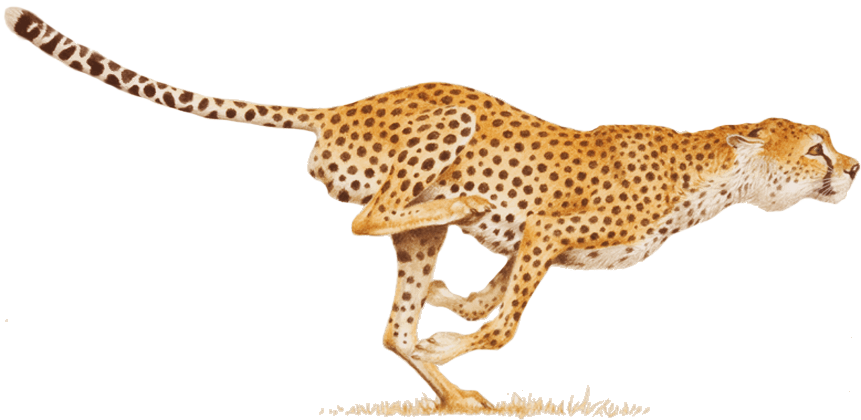 Cheetah Png - Hitting Your Stride: Your Work, Your Way (861x420), Png Download