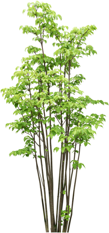 Arbre,tubes,png - Bamboo Tree Photoshop (398x800), Png Download