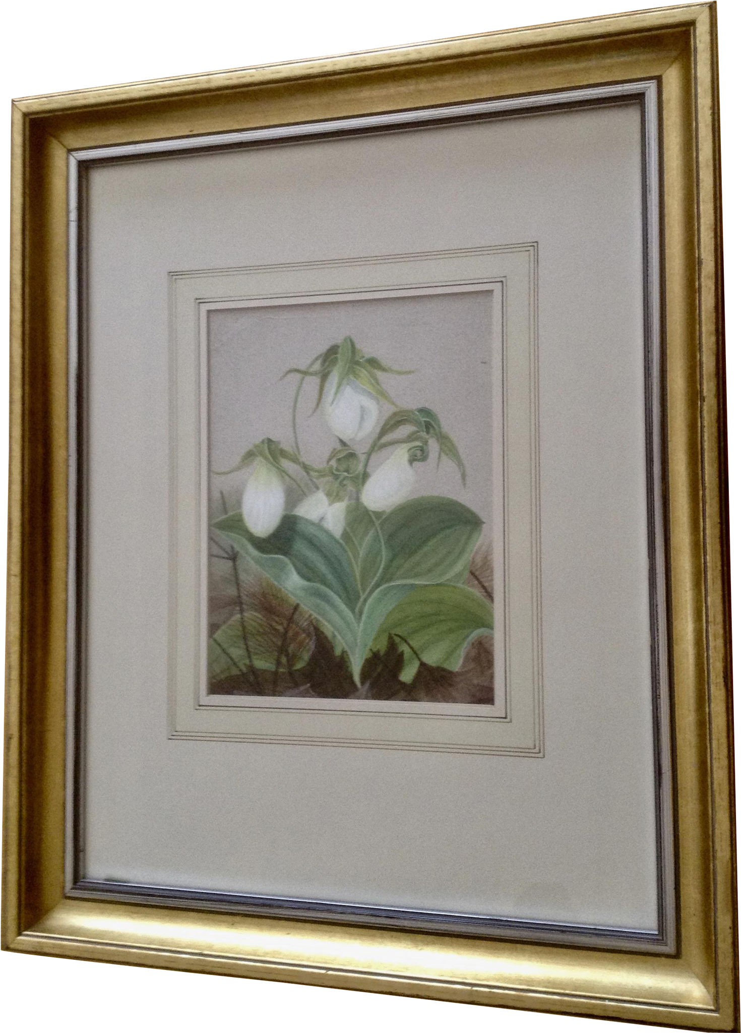 Hannah Lynde, American Painter , Antique Botanical - Painting (2048x2048), Png Download