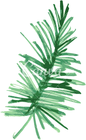 Banner Library Library Pine Fir Leaf Plant Painting - Tropical Plants Png Water Color Transparent (550x550), Png Download