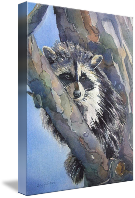 "baby Racoon" By Kim Kloecker, // - Procyon (443x650), Png Download