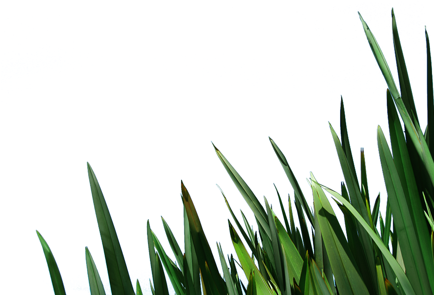 Free Clip Art Blades Of Grass Image Information - Shah Alam (880x596), Png Download
