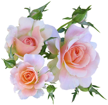 Rose, Pink, Cut, Out - Rosen-geburtstag Des Bonbon-16 6 Untersetzer (403x340), Png Download