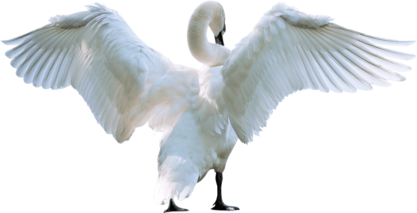 Free Png Swan Starting Fly Png Images Transparent - Swan Png (850x473), Png Download