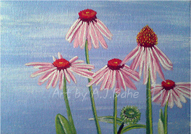 Portfolio - A - J - Bahe - Purple Coneflower (918x544), Png Download