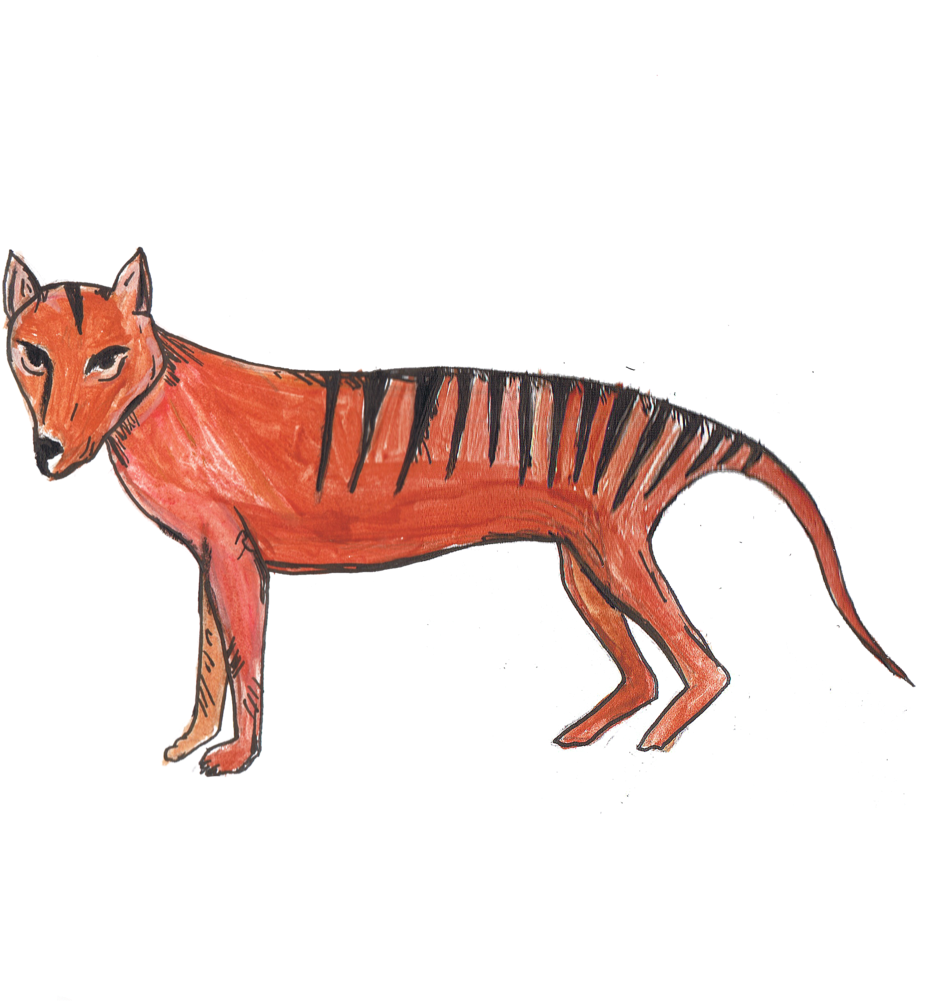 Extinct Tasmanian Tiger - Thylacine (1000x1432), Png Download