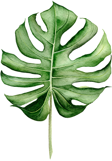 Vine Png (455x639), Png Download