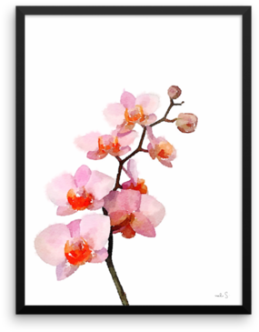 Pink Phalenopsis - Cherry Blossom (400x400), Png Download