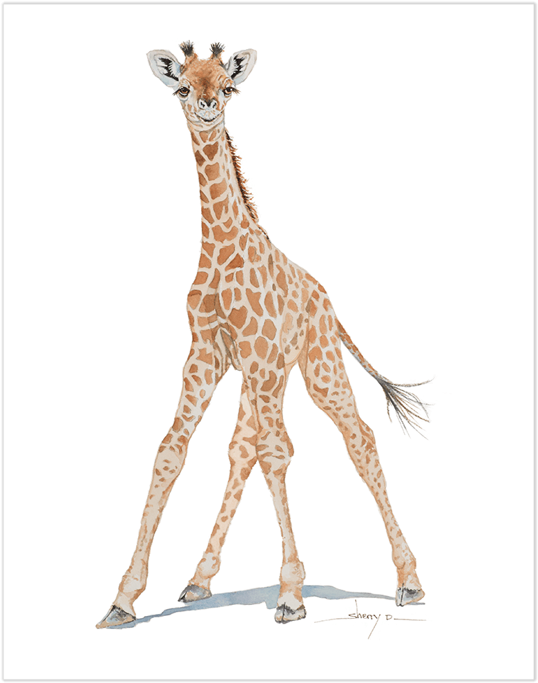 Baby Giraffe Wall Art - Art (1000x1000), Png Download
