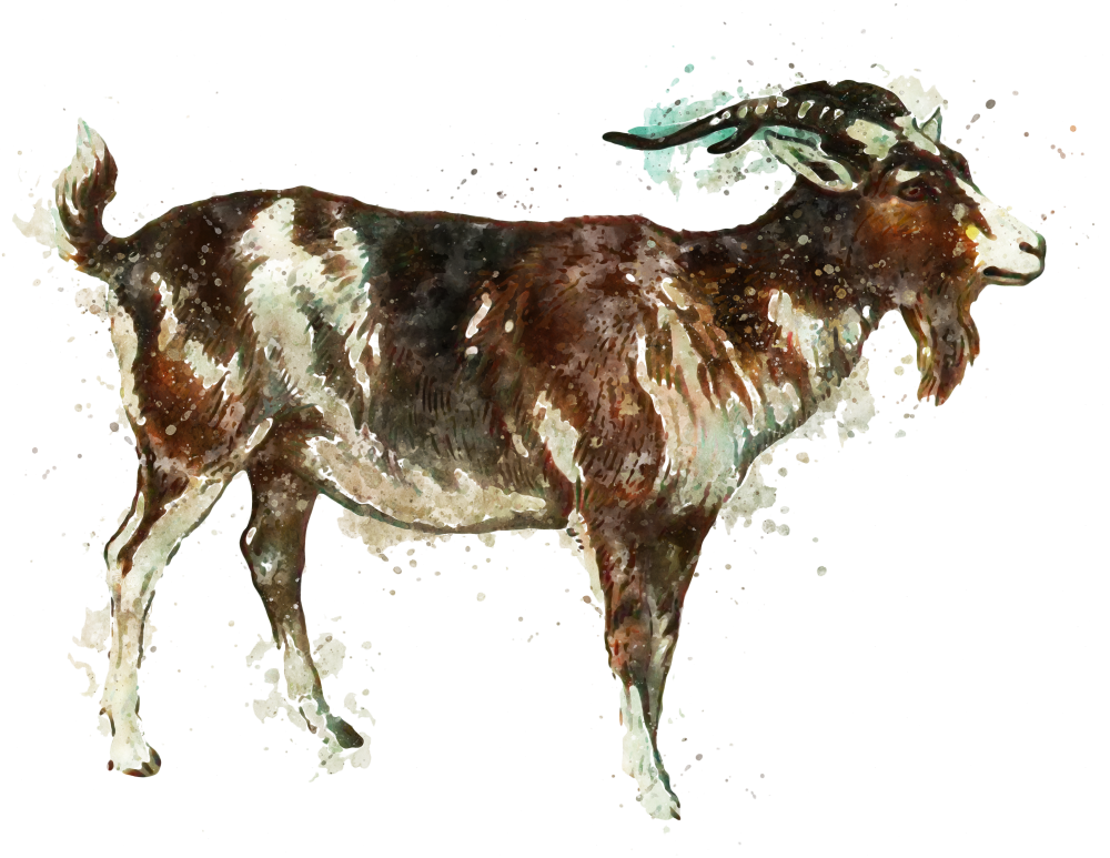 Goat Meat Products - Goat Art (1000x773), Png Download